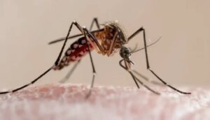 mosquito-del-denguejpg-750x430-1.webp