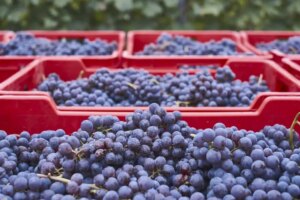 uvas-cosecha-racimo-vid-vitivinicultura-uva.webp