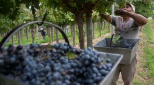 COSECHA-DE-UVAS