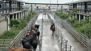 hoy-ingresaron-8597-cabezas-que-hicieron-un-EEVC73Q6BFF47J6VXAIOMO4CCE.jpeg