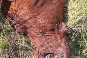 un-animal-que-aparecio-mutilado-H4CNBBJIWJGI5MKOU6CSBXJJUY.jpg