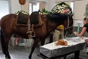 una-yegua-asistio-al-funeral-de-su-dueno-en-BA42PRWB3BDFLCV3DG4IVIOHRI.jpg