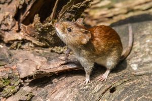 el-hantavirus-es-una-enfermedad-viral-aguda-grave-2D2F4ZMURJCOZAHGQFOPNSHQEI.jpg