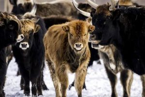 oostvaardersplassen-vida-silvestre-bbc-bbc-mundo-ODSDJTVZUFADFPDPECNS7MOWGE.jpg