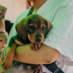 El quirófano de mascotas brindará esterilizaciones gratuitas en Rivadavia